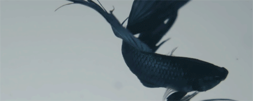 PRS new year peresso design studio GIF