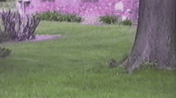sierrarhino squirrel handstand GIF