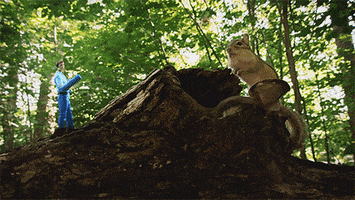 Hidden Kingdoms Wildlife GIF by BBC Knowledge Australia