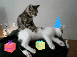 Video gif. Gray striped cat appears to massage a sleeping black and white cat, who wears an illustrated party hat with gift boxes around its legs.