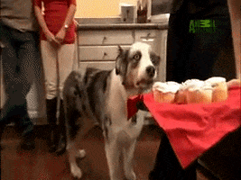 Animal Planet The Horror GIF by Puppy Bowl