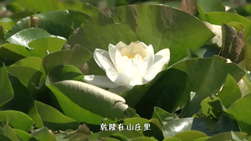 China Gu Zhen GIF