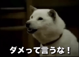 japan dogs GIF