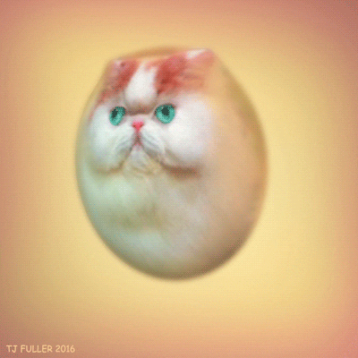 squish that cat gif squish that cat gif