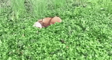 200.gif?cid=fc005b08a87de92340578d39ba54b3dcbd70bb6e8f6fe70a&rid=200.gif&ct=g