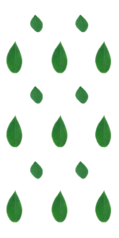 Moringa Sticker by MoringaPowder.com