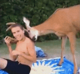 amuzament friend my deer GIF