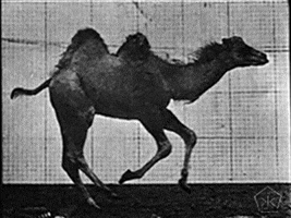 camel GIF by Okkult Motion Pictures