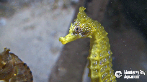 Pacific Seahorse GIF by Monterey Bay Aquarium - Find & Share on GIPHY
