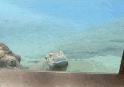 Baby Hippo Gifs Get The Best Gif On Giphy