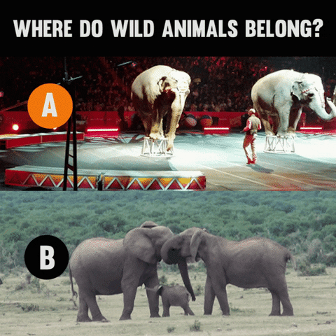 AnimalsAustralia family performance freedom wild GIF