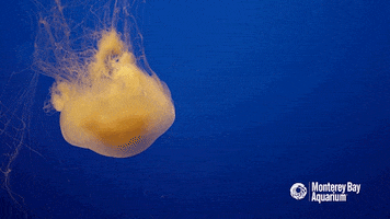 egg drift GIF by Monterey Bay Aquarium