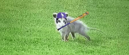 jnowak  GIF