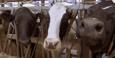 episode 4 cow GIF by The Bachelor
