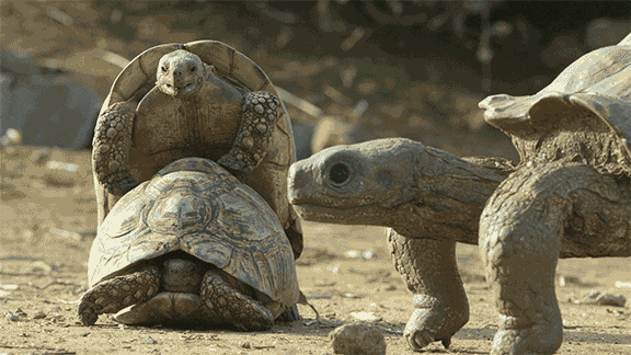 Make Love Tortoises GIF by ThirteenWNET - Find & Share on GIPHY
