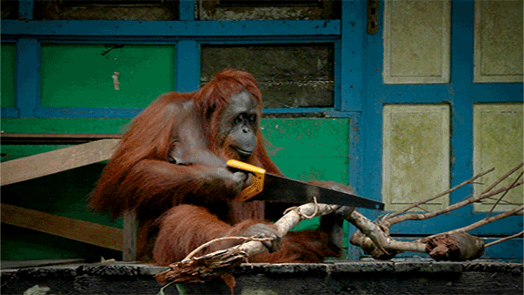 spy in the wild cute animals GIF by PBS