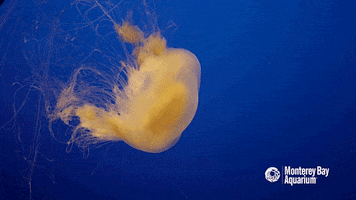 egg drift GIF by Monterey Bay Aquarium