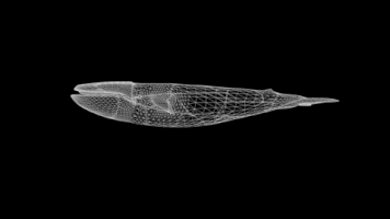 saraprocter c4d whale dynamics get smashed GIF