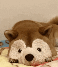 Dog Face GIF by Demic