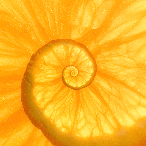 konczakowski nature sweet orange trip GIF