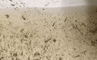 Mosquitoes GIF by Reveal