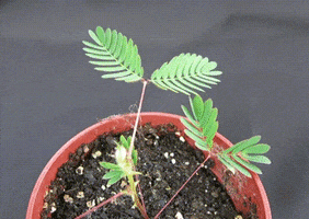 amazingorfunny mimosa pudica touch me not touch me not plant shameplant GIF