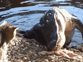 sarcamefluent  GIF