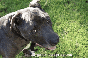 imasillypirate happy dog smile pup GIF
