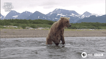 bbc one bear GIF by BBC