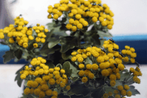 ChristianRug flower yellow flies flie GIF