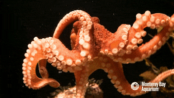 red octopus GIF by Monterey Bay Aquarium
