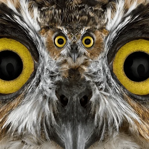 Conceal Flappy Bird GIF by Feliks Tomasz Konczakowski