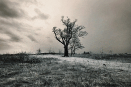 psapone tree devil's GIF