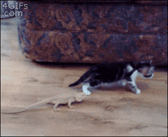 robertgaines  GIF