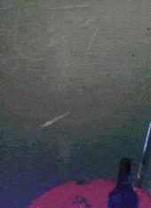 Giphy - Drinking Beer Lol GIF by America's Funniest Home Videos