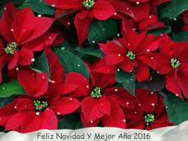 rosas  GIF