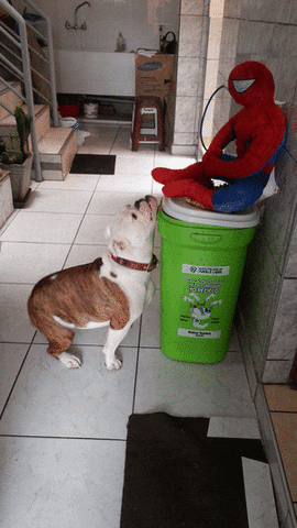 priscila  GIF