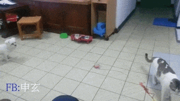 toro  GIF