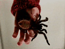 90S Spider GIF by Home Alone