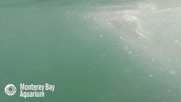 great white shark juvenile GIF by Monterey Bay Aquarium