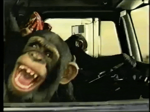 Image result for monkey driving bus gif