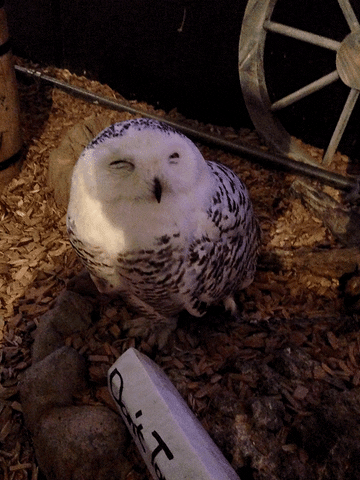 largo owl GIF