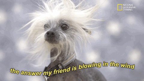 How Wild The Wind Blows GIFs - Get the best GIF on GIPHY