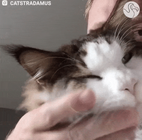 Cómo demuestras tu amor por los gatos