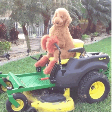 Golden Doodle Lol GIF by The BarkPost