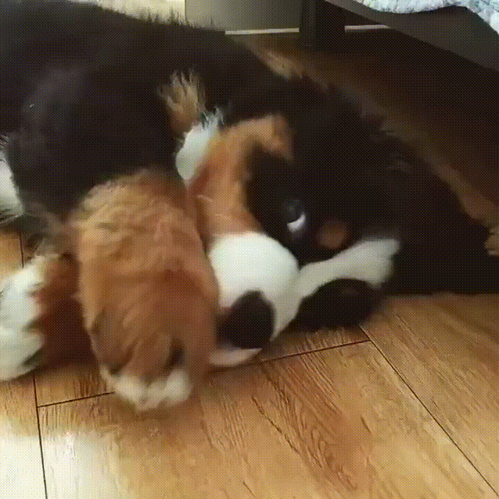 playing bernese mountain GIF by JustViral.Net