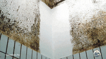 Mold Funghi GIF by Sosto Zoo