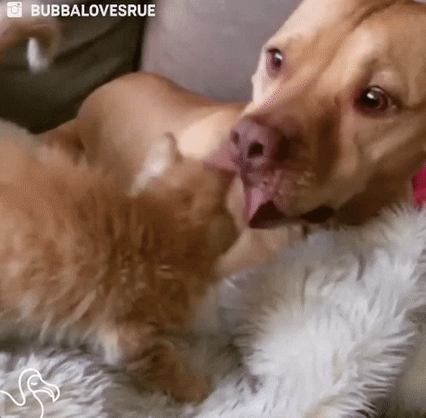 cat GIF by The Dodo