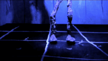 stop motion animation GIF by Charles Pieper