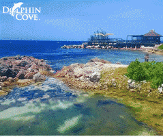 dolphindiscoveryofficial jamaica dolphins vacations cayman GIF